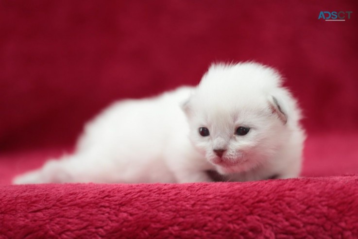 Ragdoll  Kittens For Sale