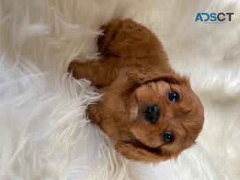 Cavalier King Charles puppies