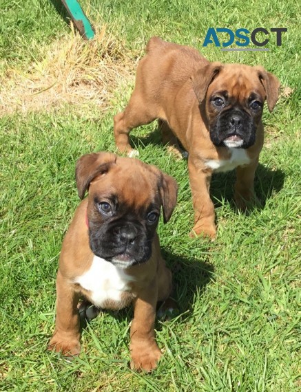 Boxer puppies