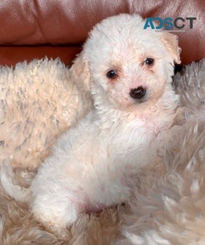 Bichon Frize puppies