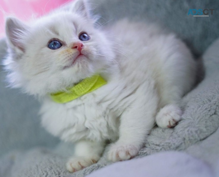 Ragdoll  Kittens For Sale