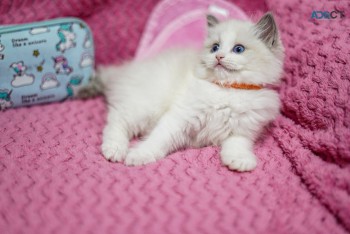 Ragdoll  Kittens For Sale