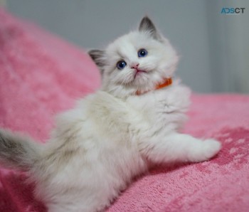 Ragdoll  Kittens For Sale