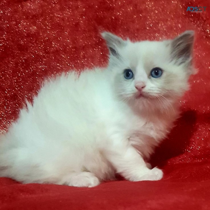 Ragdoll  Kittens For Sale