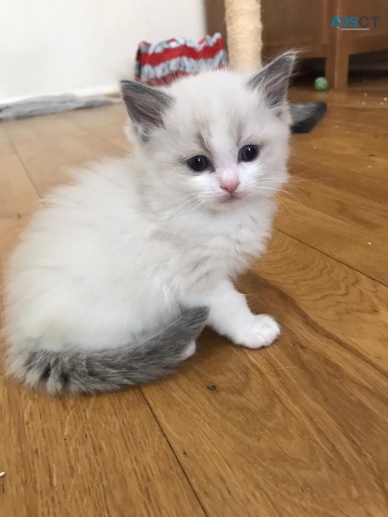 Ragdoll  Kittens For Sale