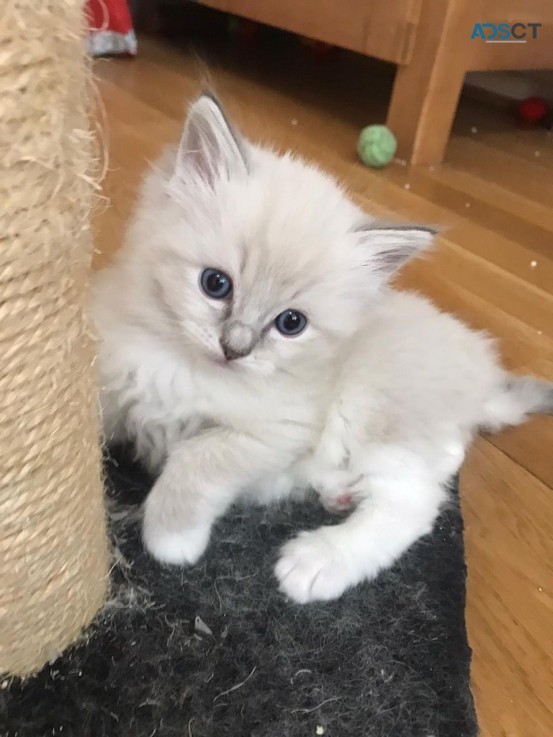 Ragdoll  Kittens For Sale