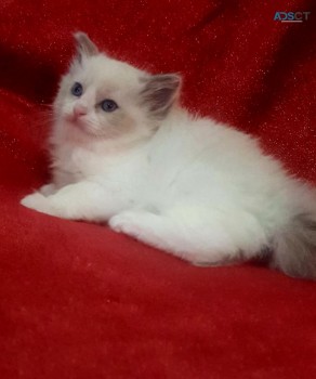 Ragdoll  Kittens For Sale