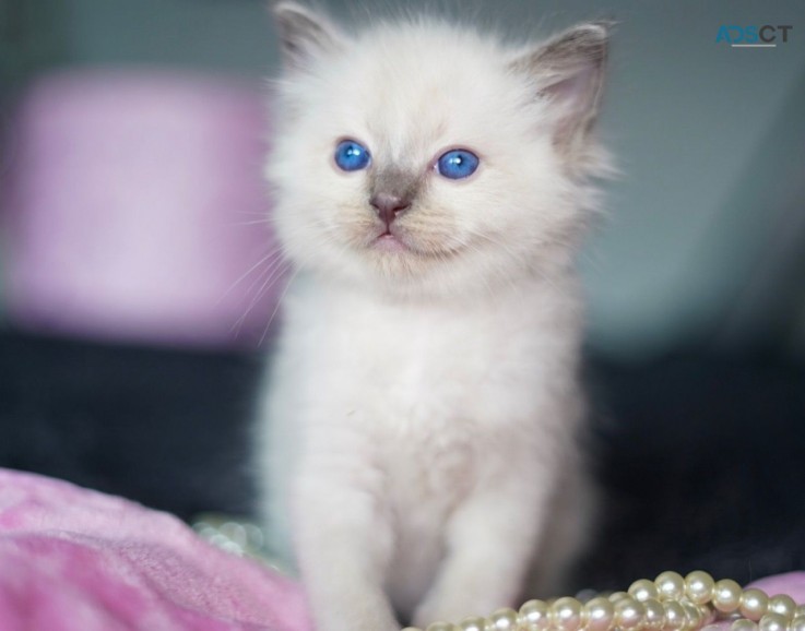 Ragdoll  Kittens For Sale