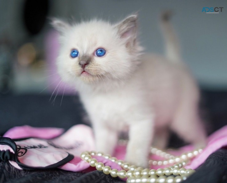 Ragdoll  Kittens For Sale