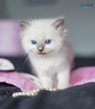 Ragdoll  Kittens For Sale