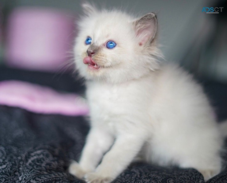 Ragdoll  Kittens For Sale