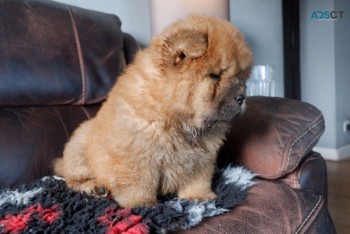 Adorable Chow Chow Puppies Ready To Leav