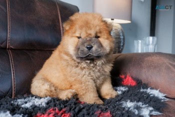 Adorable Chow Chow Puppies Ready To Leav