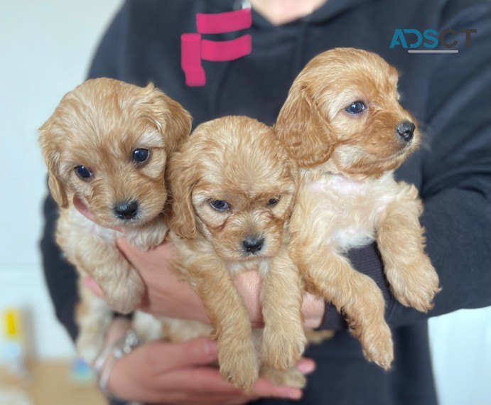 Cavapoo puppies