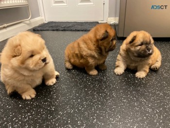 Adorable Chow Chow Puppies Ready To Leav