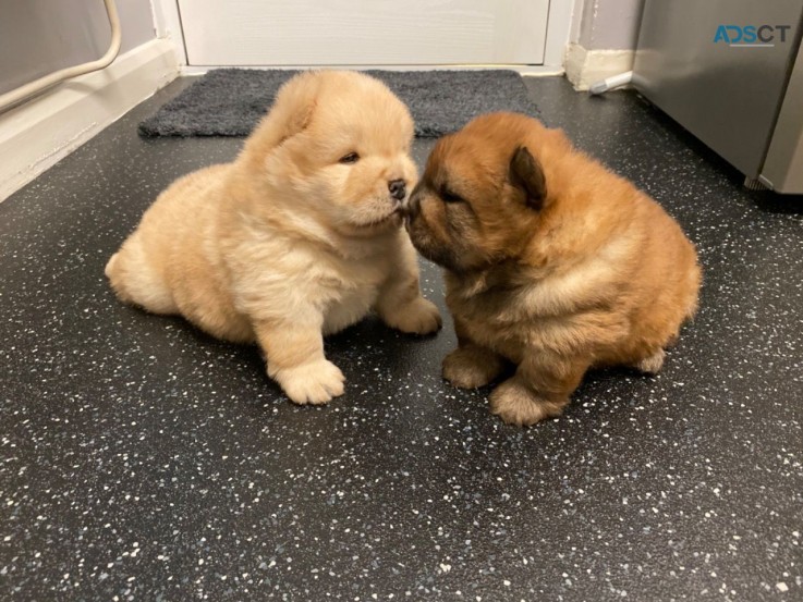 Adorable Chow Chow Puppies Ready To Leav