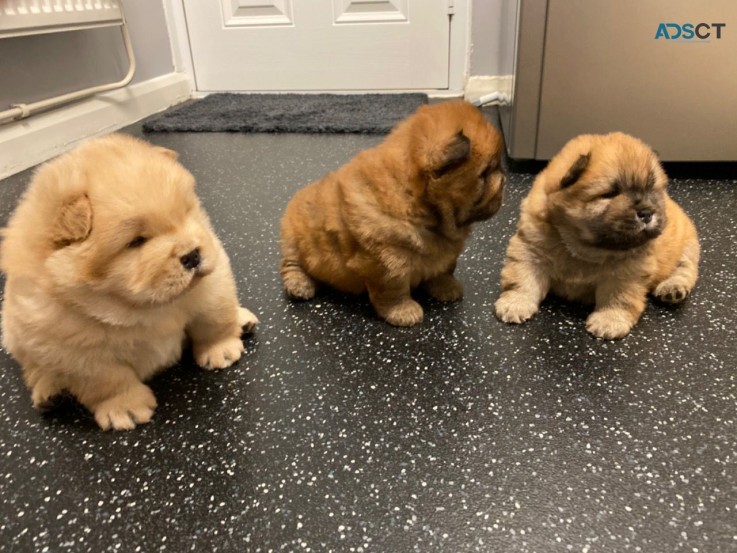 Adorable Chow Chow Puppies Ready To Leav