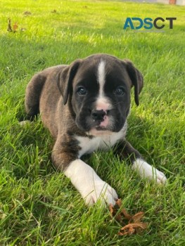 Boxer puppies