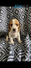 Beagles puppies