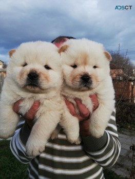 Adorable Chow Chow Puppies Ready To Leav