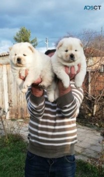 Adorable Chow Chow Puppies Ready To Leav