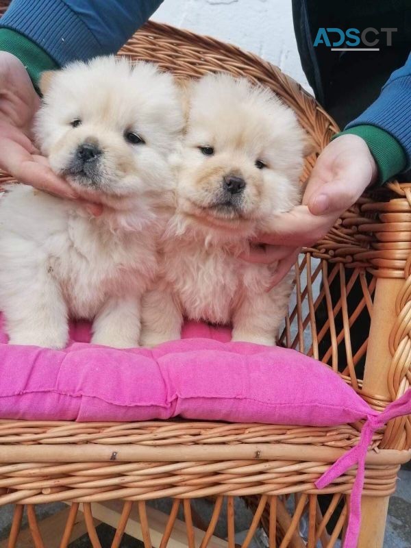 Adorable Chow Chow Puppies Ready To Leav