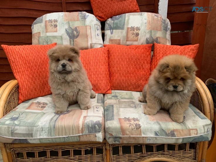 Adorable Chow Chow Puppies Ready To Leav