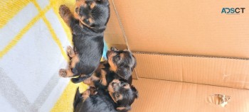 Teacup Yorkie Puppies Now Available