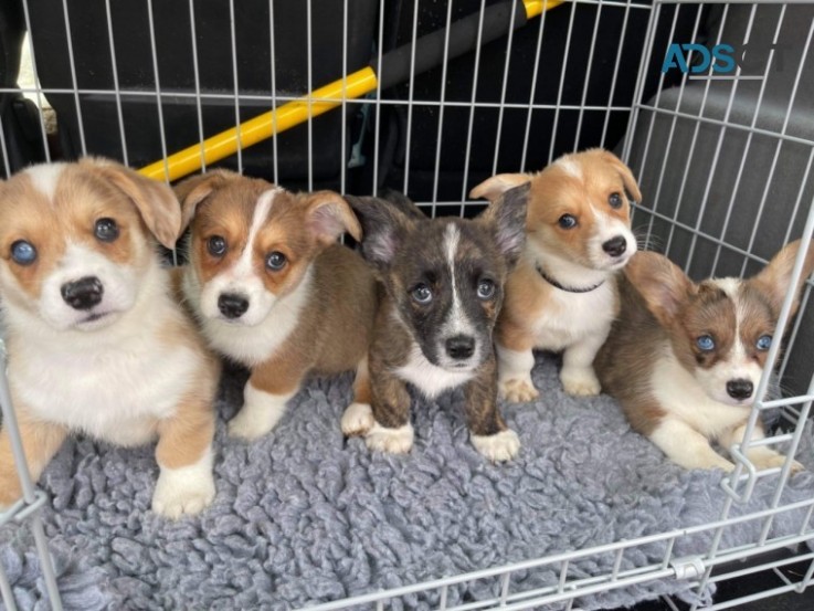 Beautiful Welsh Corgi Pups