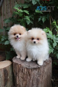 Pomeranians Puppies