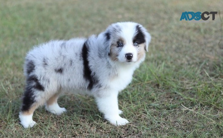 australian shepherd