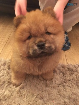 Adorable Chow Chow Puppies Ready To Leav