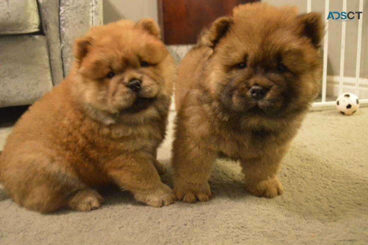 Adorable Chow Chow Puppies Ready To Leav