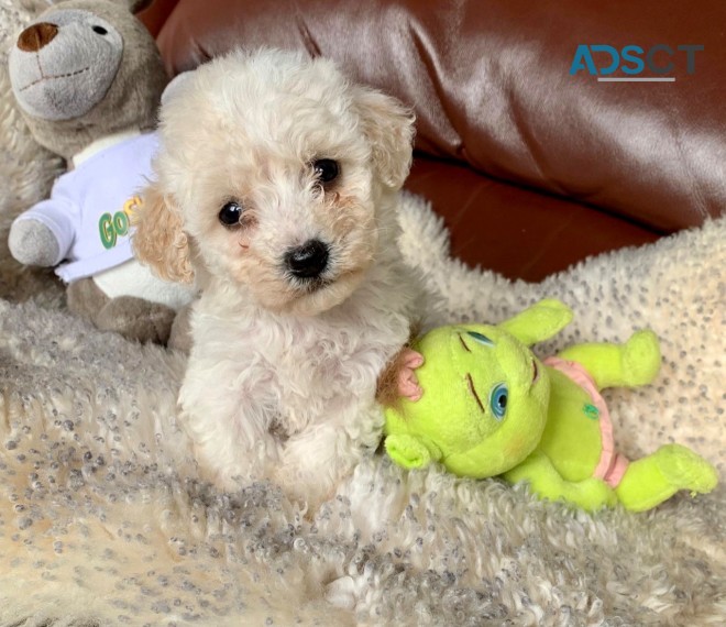 Bichon Frize Puppies