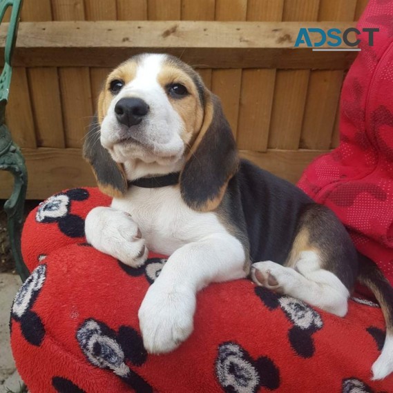    Beagles puppies