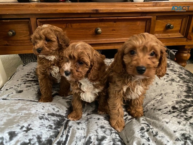 Cavapoo puppies