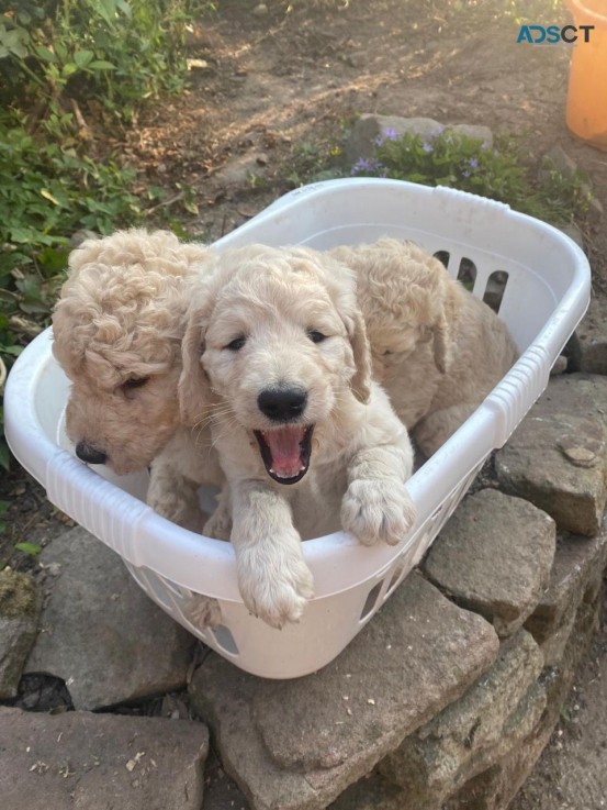 Healthy  Goldendoodle  Pups