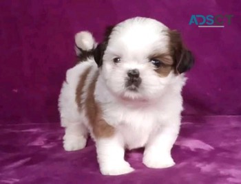 SHIH TZU Email  johnpoul71466@gmail.com