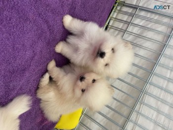 Adorable Pedigree Pomeranian Puppies Rea