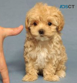 MALTIPOO Emai johnpoul71466@gmail.com