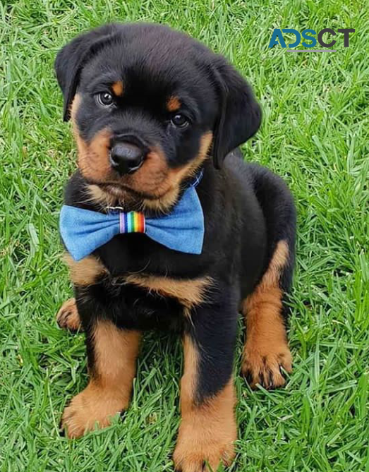 ROTTWEILER Email johnpoul71466@gmail.com