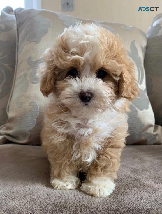 Maltipoo Puppies for sale