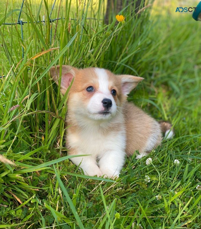 Adorable Welsh Corgi Puppies