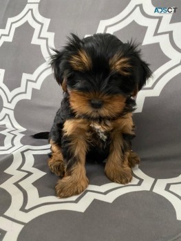 Lovely Yorkshire Terrier puppy