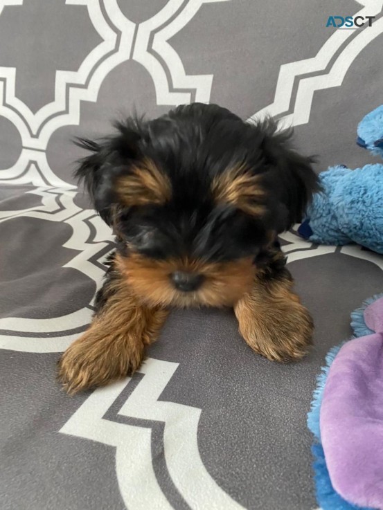 Lovely Yorkshire Terrier puppy