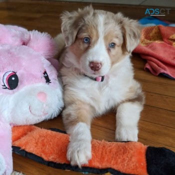 Intelligent Australian Shepherd  puppies