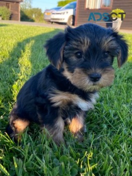    Yorkshire terrier puppy