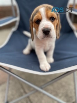 Beagles puppies