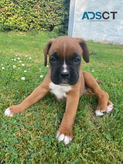 Boxer puppies