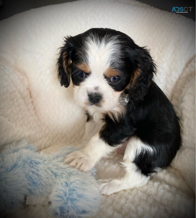 Cavalier King Charles puppies